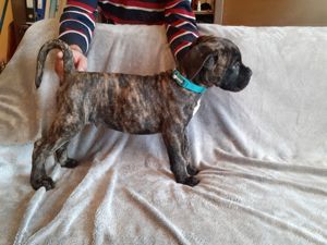 Fajtiszta Cane Corso kiskutyák elérhető áron - kép 3