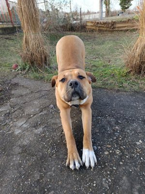 10 hónapos Amstaff kan kutya  - kép 2