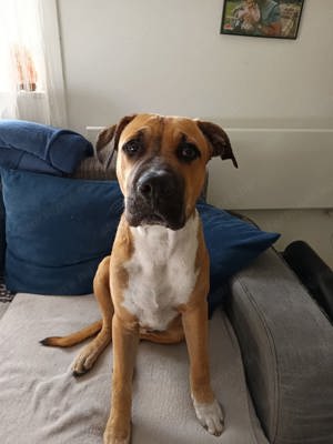 10 hónapos Amstaff kan kutya  - kép 5