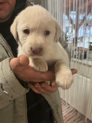 Eladó labrador kiskutyák - kép 2