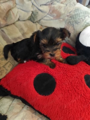 Yorkshire terrier szuka és fiú eladó. - kép 2