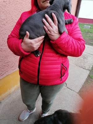 Cane corso kiskutyák szerető gazdira várnak  - kép 3