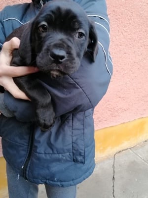 Cane corso kiskutyák szerető gazdira várnak 