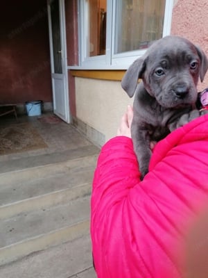 Cane corso kiskutyák szerető gazdira várnak  - kép 5