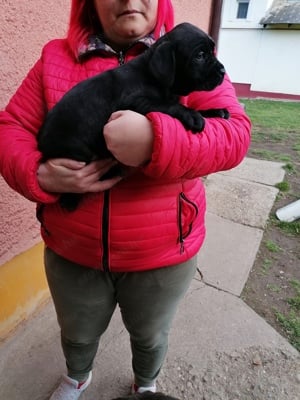 Cane corso kiskutyák szerető gazdira várnak  - kép 4