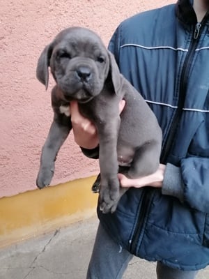 Cane corso kiskutyák szerető gazdira várnak  - kép 2