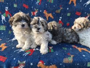 Eladó bichon havanese kiskutyák - kép 2