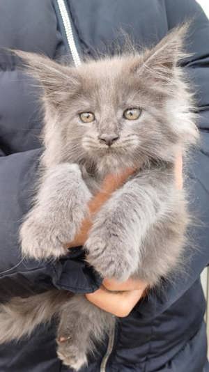 Maine coon kiscica 