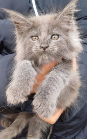 Maine coon kiscica  - kép 5