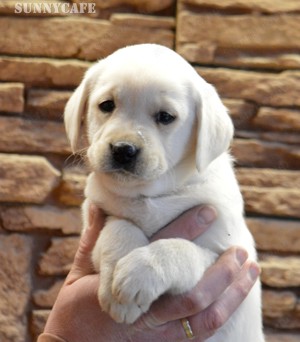 Törzskönyvezett labrador kiskutyák! - kép 2