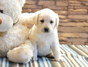 Törzskönyvezett labrador kiskutyák! - kép 4