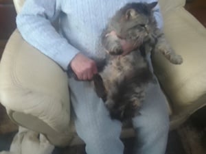 Maine Coon 10honapos kandúr szép cica szelid  - kép 2