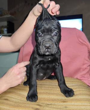 Cane corso kiskutyák