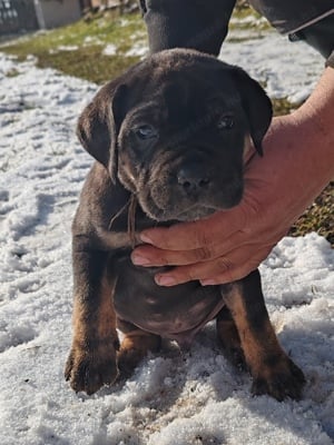 Cane corso kiskutyák - kép 6