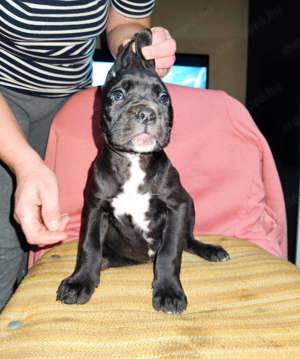 Cane corso kiskutyák - kép 3