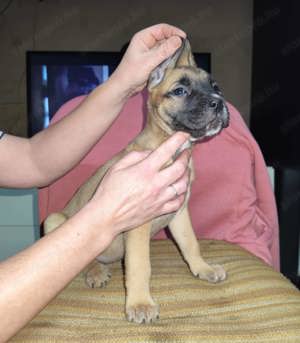 Cane corso kiskutyák - kép 4