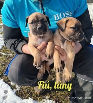 Cane corso kiskutyák - kép 7