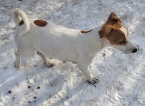 Jack Russel terrier kiskutyák! - kép 2