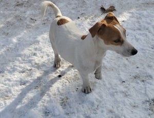 Jack Russel terrier kiskutyák! - kép 3