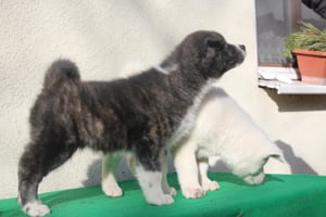 Kiállitási és hobby célra akita inu kisfiú  - kép 4