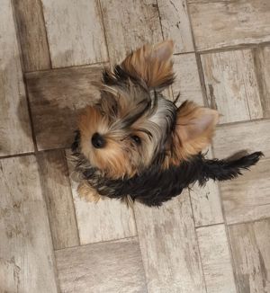 15 hetes Yorkshire terrier kislány - kép 3