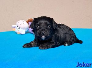 Bichon havanese törzskönyvezhető kiskutyák - kép 10