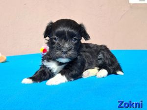 Bichon havanese törzskönyvezhető kiskutyák - kép 3