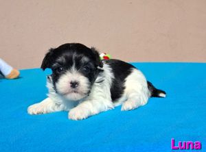 Bichon havanese törzskönyvezhető kiskutyák - kép 8