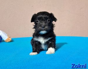 Bichon havanese törzskönyvezhető kiskutyák - kép 2