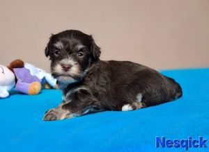 Bichon havanese törzskönyvezhető kiskutyák - kép 12