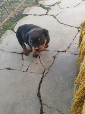 Rottweiler kiskutya eladó - kép 4