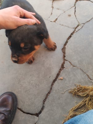 Rottweiler kiskutya eladó - kép 3