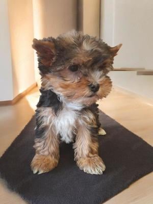 Yorkshire Terrier kiskutya fiú és kislány eladó!