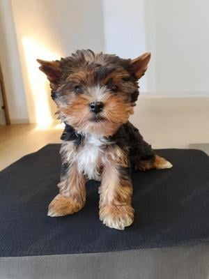 Yorkshire Terrier kiskutya fiú és kislány eladó! - kép 4