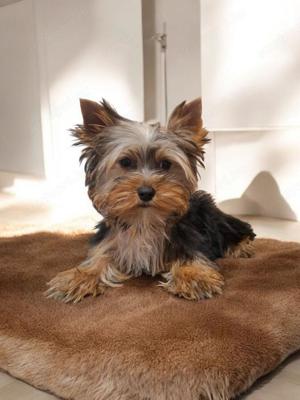 Yorkshire Terrier kiskutya fiú és kislány eladó! - kép 3