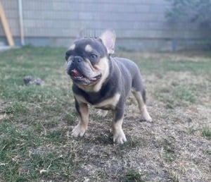 Önnálóan Fedező francia bulldog kan eladó - kép 4