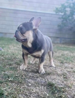 Önnálóan Fedező francia bulldog kan eladó - kép 2