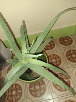 Orvosi aloe Vera hatalmas