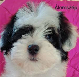 Álomszép havanese kislány  - kép 4