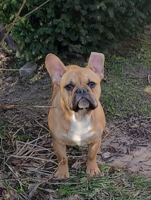 Francia bulldog jellegű kiskutyák - kép 6