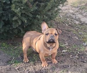 Francia bulldog jellegű kiskutyák - kép 5