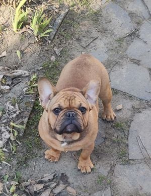 Francia bulldog jellegű kiskutyák - kép 4