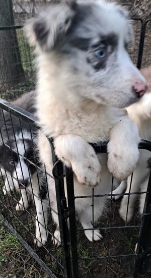 Border collie - kép 5