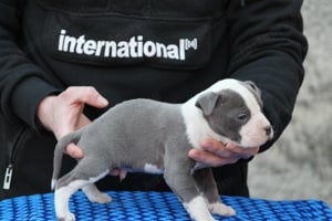 Amstaff Jell. kölykök - kép 5