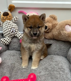 Shiba inu kisfiú gazdiját várja  - kép 3