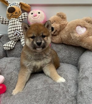 Shiba inu kisfiú gazdiját várja  - kép 4