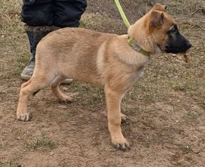 Malinois jellegű kiskutyák szerető gazdit keresnek 