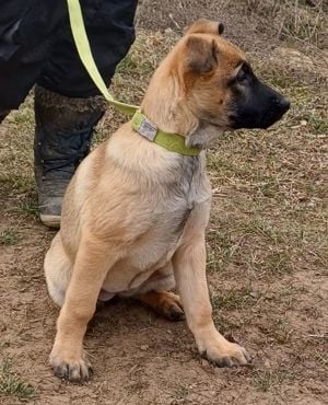 Malinois jellegű kiskutyák szerető gazdit keresnek 