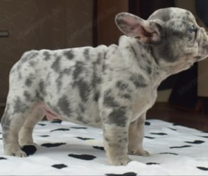 francia bulldog eladó minőségi kiskutyák  - kép 12