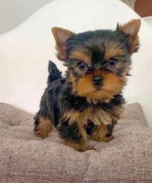 Mini yorkshrie  terrier kölykök  - kép 3